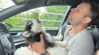 Adorable New Puppy Howls For The First Time So Cute [upl. by Temp]