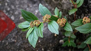 ERVADESANTALUZIA saiba TUDO sobre essa PLANTA MEDICINAL [upl. by Pebrook]