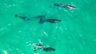 GOLFINHOS na Praia Brava em Florianópolis Espetáculo da Natureza Golfinho DRONE 4K [upl. by Airrej]