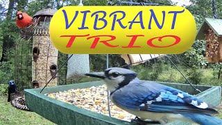 Gorgeous Bird TRIO Vibrant Blue Grosbeak Redbird Cardinal Blue Jay Live Bird Feeder Cam Birdwatching [upl. by Daugherty]