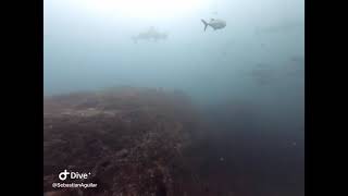 Buceando con tiburones martillo en Coiba [upl. by Gnoh]