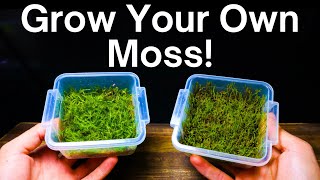 How To Propagate Moss  Simple amp Easy Method [upl. by Ardnala]