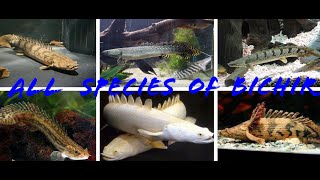 All Species of Bichir Fish 27 Video [upl. by Anilehcim]