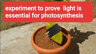 Light is essential for photosynthesis experiment [upl. by Krahmer]