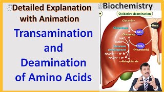 Transamination and Deamination of Amino Acids [upl. by Mandal]