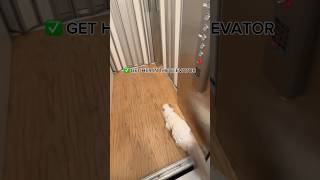 I HAVE AN ELEVATOR INSIDE MY HOUSE showing my cat a tour 🫣🐱 [upl. by Eisac]