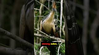 5 Curious Facts About the Hoatzin [upl. by Mariken]