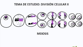 División Celular II [upl. by Ahsekin892]