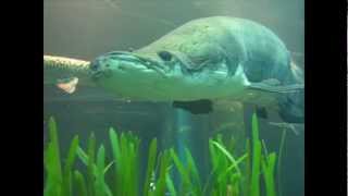 Arapaima at the Tennessee Aquarium [upl. by Arymat44]