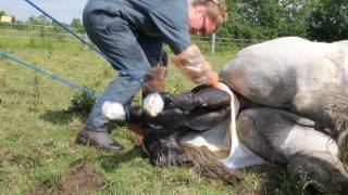 Haras de Cordemais  Naissance dun poulain percheron [upl. by Sokil]