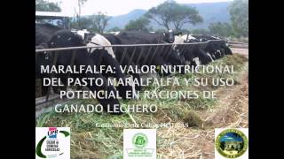 Maralfalfa Valor nutricional del pasto maralfalfa  VideoWeb EEA [upl. by Ididn]