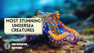 Most Stunning Undersea Creatures [upl. by Osric831]