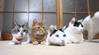 首振り猫 Cat shaking head 20152 [upl. by Ienttirb]