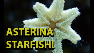 Asterina Starfish  Are They Bad For You Reef Tank [upl. by Jeramey]