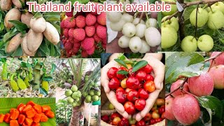 All thai and Indian fruit plant nursery original fruit plants  green Apple nursery  Indiasfarming [upl. by Stichter88]