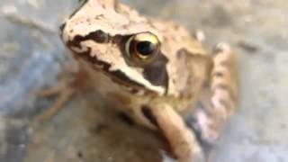 Bufo Rana Homeopathy Remedy [upl. by Jeggar]