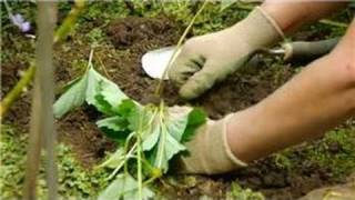 Transplanting amp Maintaining Garden Perennials  How to Transplant amp Care for Strawberries [upl. by Klimesh]