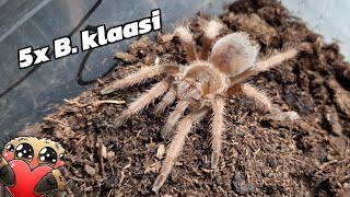 Das sind die 5 Brachypelma klaasi aus der parallelen Aufzucht [upl. by Tirreg]