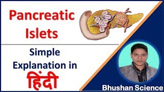 Pancreatic islets Islets of Langerhans Endocrine System in Hindi  Bhushan Science [upl. by Kostman422]