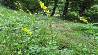 Agrimonia Propiedades Y Usos Medicinales Agrimonia eupatoria [upl. by Elamor]