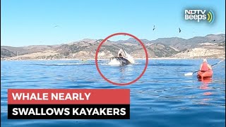 Whale Nearly Swallows Kayakers Old Video Goes Viral Again  NDTV Beeps [upl. by Osei78]