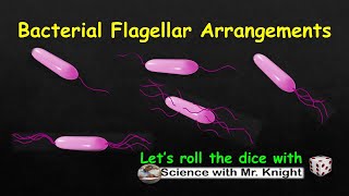 Bacterial Flagellar Arrangements [upl. by Richlad]