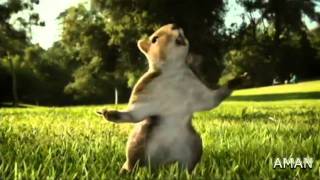 KIT KAT squirrel Ad 2010 india HD [upl. by Kam]