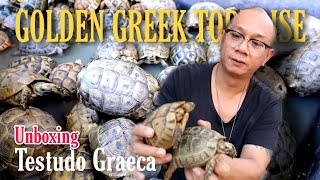 Unboxing Testudo graeca  Golden Greek Tortoise [upl. by Macnair]