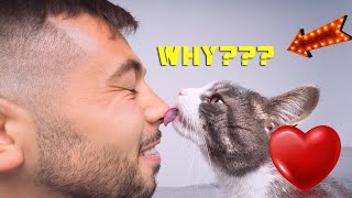 Why Does My Cat Lick Me ❤️ 6 Likely Reasons [upl. by Haidabo]