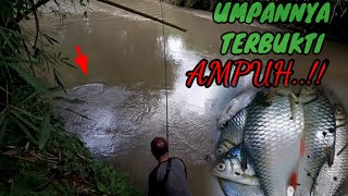 mancing ikan tawes terasa mancing ikan di kolam pakai umpan alami [upl. by Bilac]