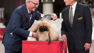 Why Pekingese Dogs Stole My Heart  David Fitzpatrick Pekingese  AKC Legacy Breeders [upl. by Llenrad]