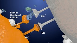 Immune Checkpoint Inhibitors The Next Generation Cancer Therapy  Creative Biolabs [upl. by Sedinoel]