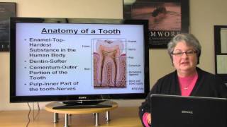 Basic Dental Terminology [upl. by Nnaegroeg]