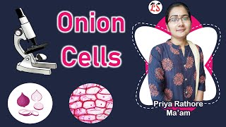 पूरा Zoom करके🧐  Onion Cell  Biology Practical by Microscope [upl. by Daub]