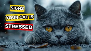 9 Warning Signs Your Cat Is Unhappy Never Ignore [upl. by Liuqa456]