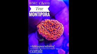 WWC Cheery Tree Montipora [upl. by Jacinto]