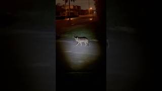 I Saw This Coyote From The Road 🐾 coyote florida wildlife viral shorts [upl. by Judson]