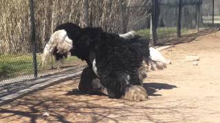 Ostrich mating at Abilene Zoo [upl. by Su]