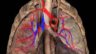 Irrigación pulmonar [upl. by Trellas]