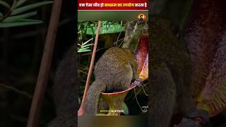 बाथरूम जाने वाला जानवर  animalfacts facts exoticfacts [upl. by Dehlia626]