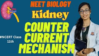 Excretory products amp elimination  Counter current mechanism amp Urine formation biology neet ncert [upl. by Sabanrab]