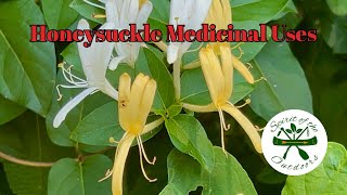 Medicinal uses of Honeysuckle [upl. by Sanborne]