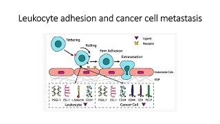 Leukocyte Adhesion and Cancer Metastasis Code 109 [upl. by Ardnohsed]