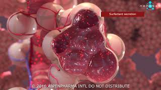 Pulmonary surfactant secretion  3D medical animation [upl. by Norah]