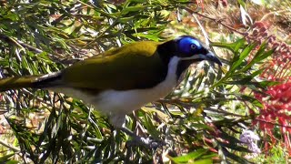 Bluefaced honeyeater  Entomyzon cyanotis [upl. by Llorre]