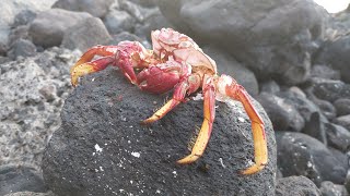 Snorkelen bij Tenerife november 2023 [upl. by Ahsikad236]