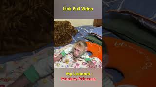 Monkey NANA woke up and missed her dad so much shorts smartmonkey babymonkey monkeynana [upl. by Nais]