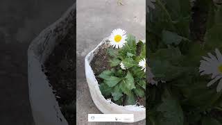 star plant care tips gardening trending 2023 shortsvideo viral [upl. by Ahtanaram]