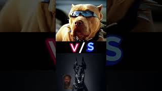 DOBERMAN VS PITBULL VS HUSKY WHO WINS🌞🎉💥 [upl. by O'Meara]