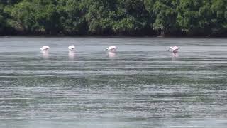 Spoonbill Flock Loving Low Tide [upl. by Dekeles228]